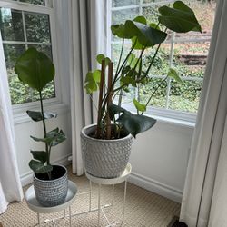 Large/Medium Potted Plants & Planters