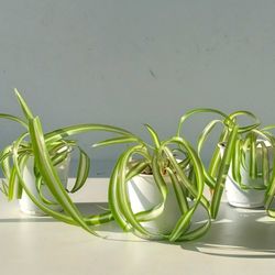 Lush Trendy Variegated Curly Spider Plant Bonnie plant/ Indoor Plant/House Plant Flower Patio Garden