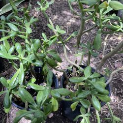 Plants For Garden  Both For $5