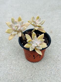 Succulents plants 🪴
