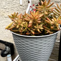 Succulent Plant in Grey Pot 