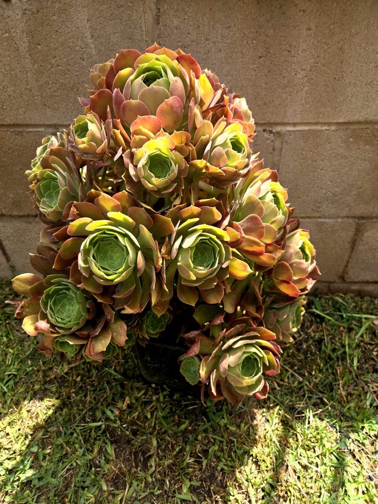 Suculent Plant
