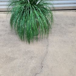 Flower Pot And Grass Plant