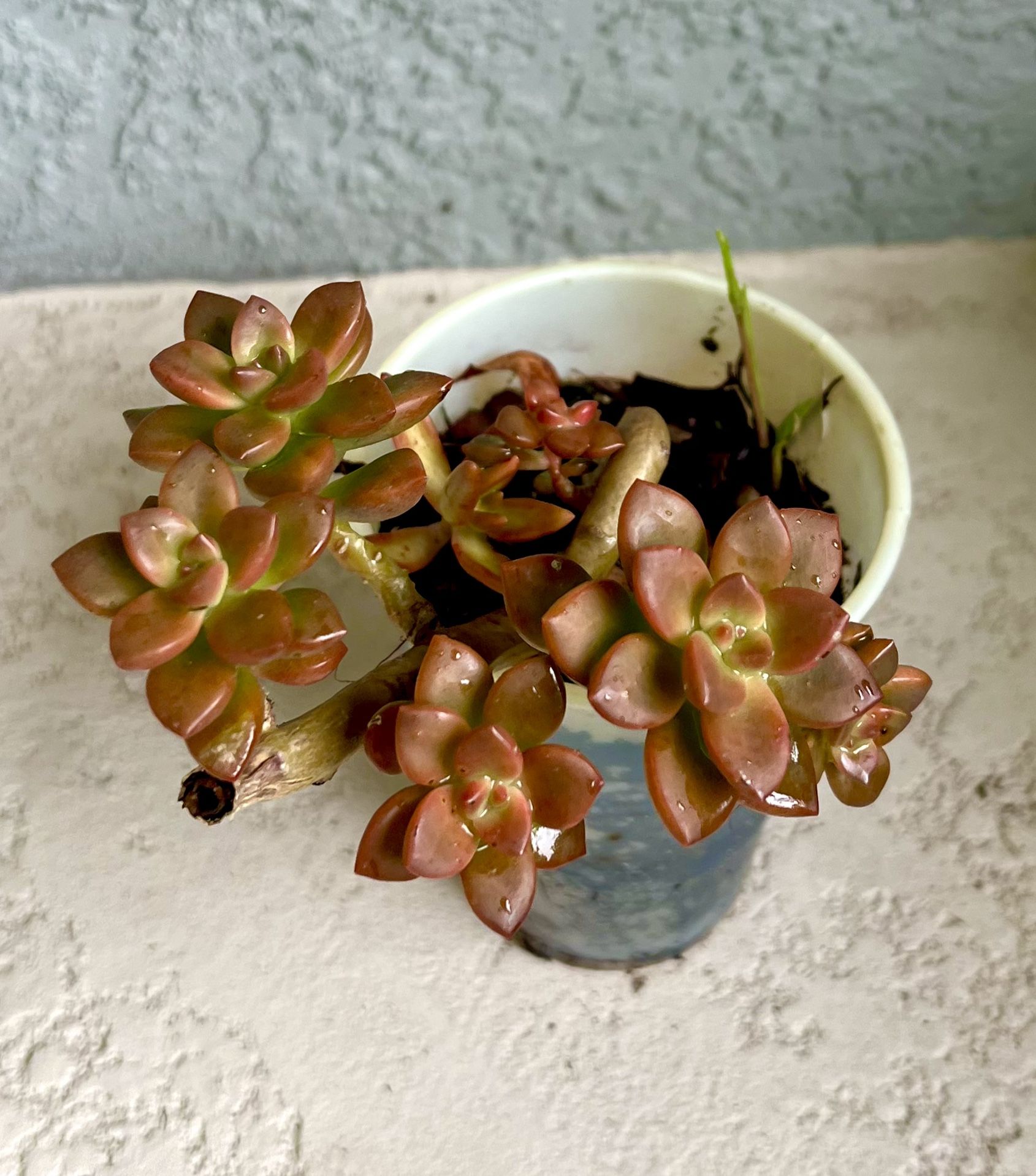 Graptosedum Bronze Plant
