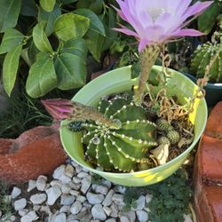 Hermosa Suculenta