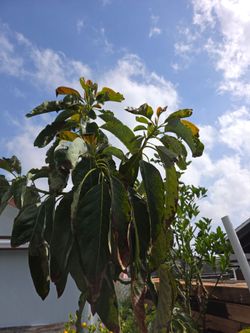 Grafted Haas Avocado Tree