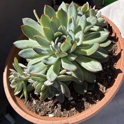 Echeveria Chihuahuensis Succulent (2gallon)