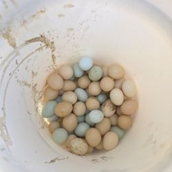 $3 Organic Free Range Eggs $3 Dz