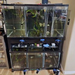6 Tank Breeder/ Separator Set Up
