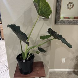 HUGE Alocasia ELEPHANT EAR “Reduced Price”