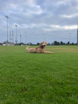 Se busca una perrita para este perrito hermoso