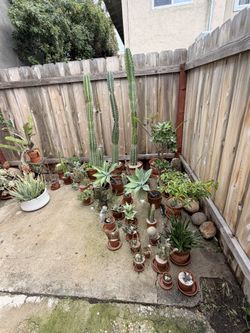 Various Plants & Terracotta Pots