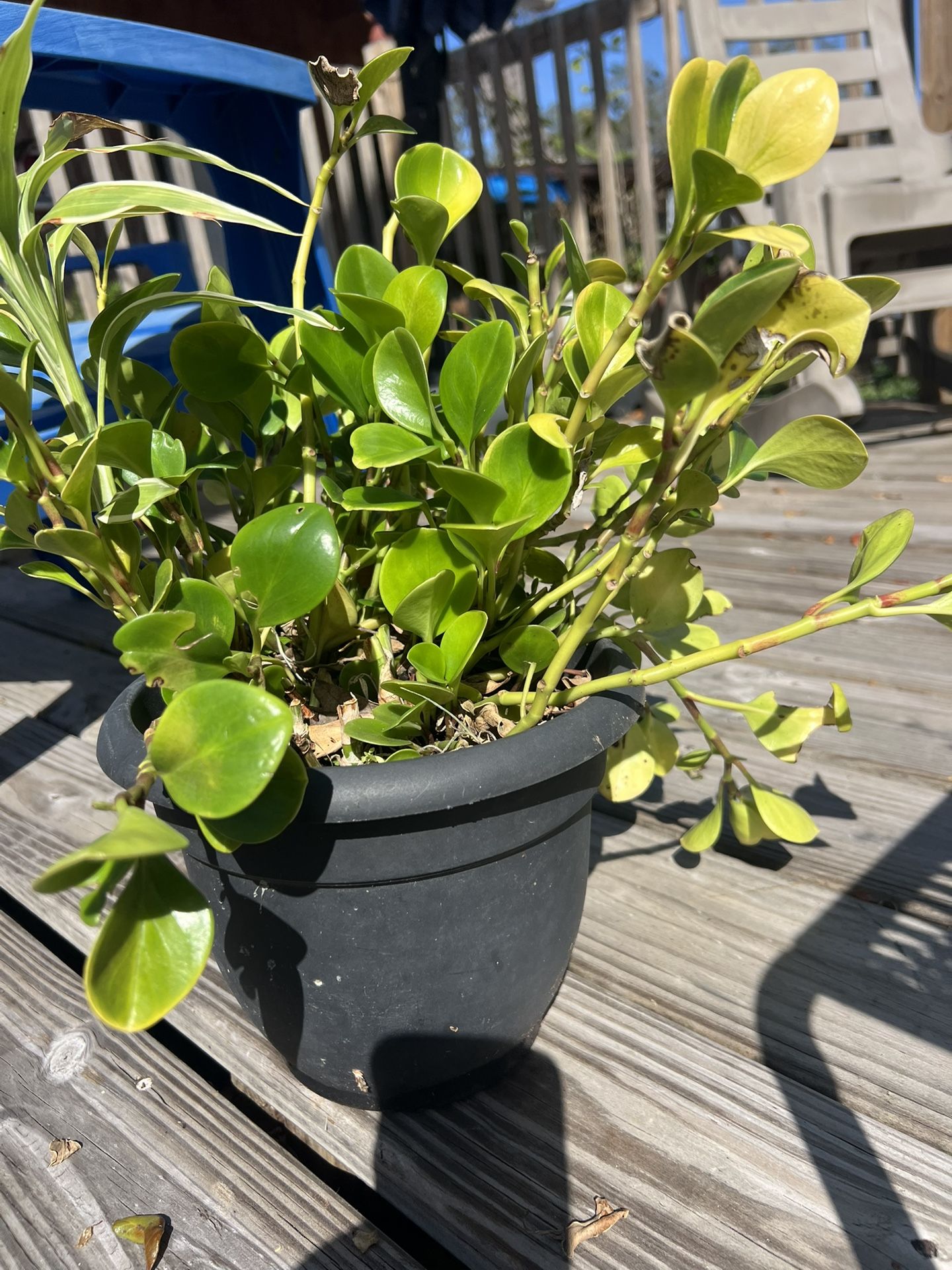Peperomia Plant In Pot