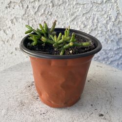 4 Inch Pot Cactus Plant - Rhipsalis Cereuscula - Coral Cactus, Mistletoe Cactus - Live Cacti - Rooted & Established - Drought Resistant - 🌵 