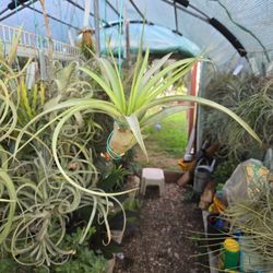 Best In Class Tallencia Air Plant 