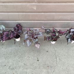 different 4” rex begonias $13 each