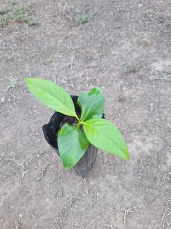Black Sapote Tree Seedling