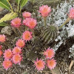 Cactus