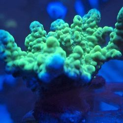 Fake Neon ACRO Mini Colony Aquarium Decoration 