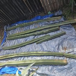 Mexican Fence Post Cuttings