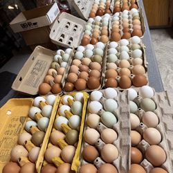 Fresh Organic-Fed Free Range Chicken Eggs