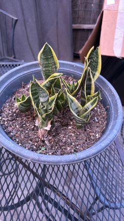 Snake plant