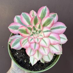 Aeonium Pink Witch In 6” Pot 