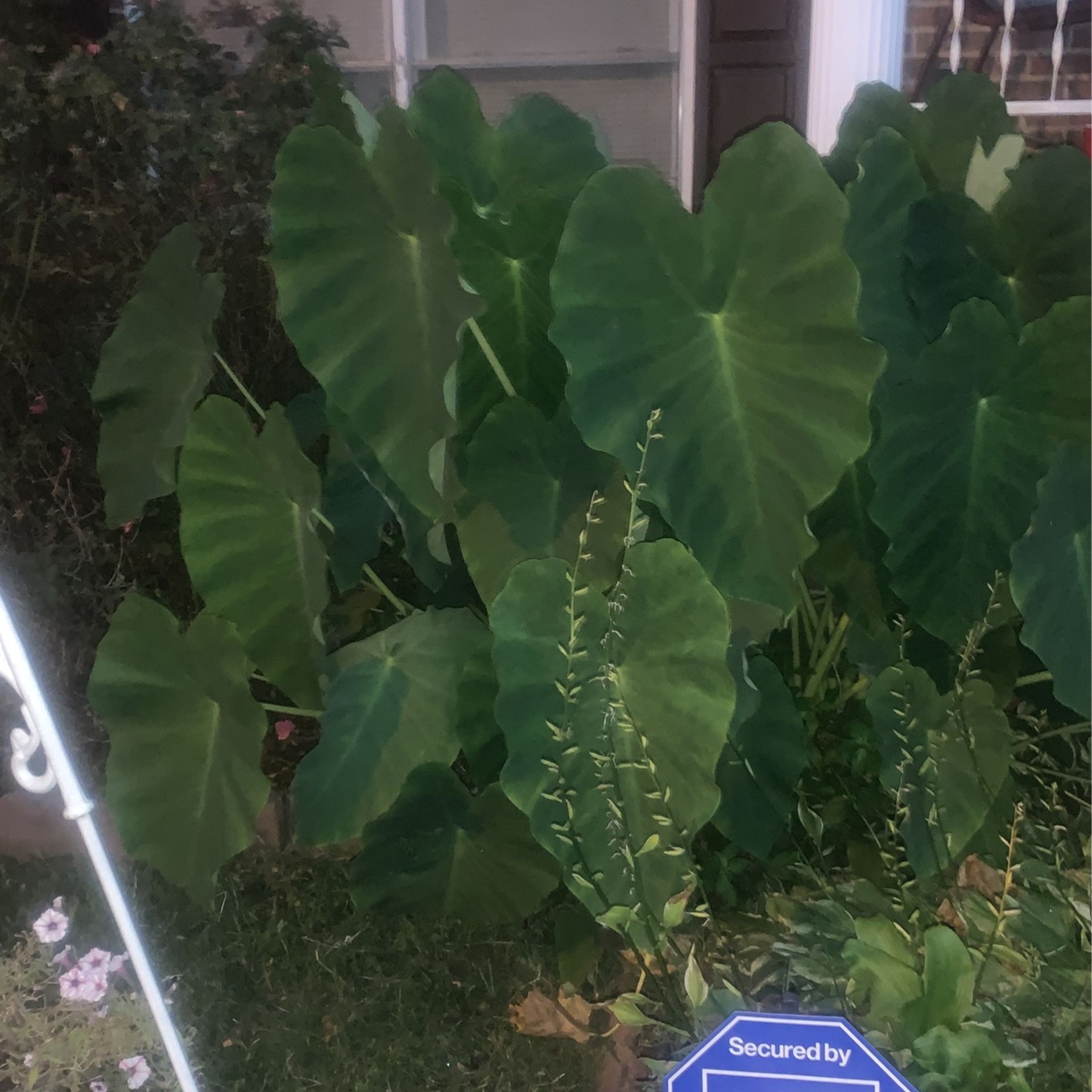 Giant Elephant Ear Plants For Sale for Sale in Greensboro, NC OfferUp
