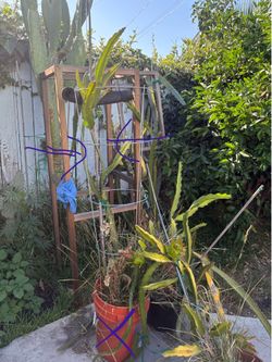 Dragon fruit plant-Pink Panther