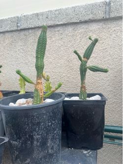 Corncob Cactus Plant $5
