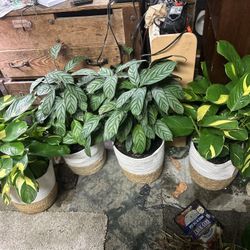 Huge Indoor Plants In Baskets 