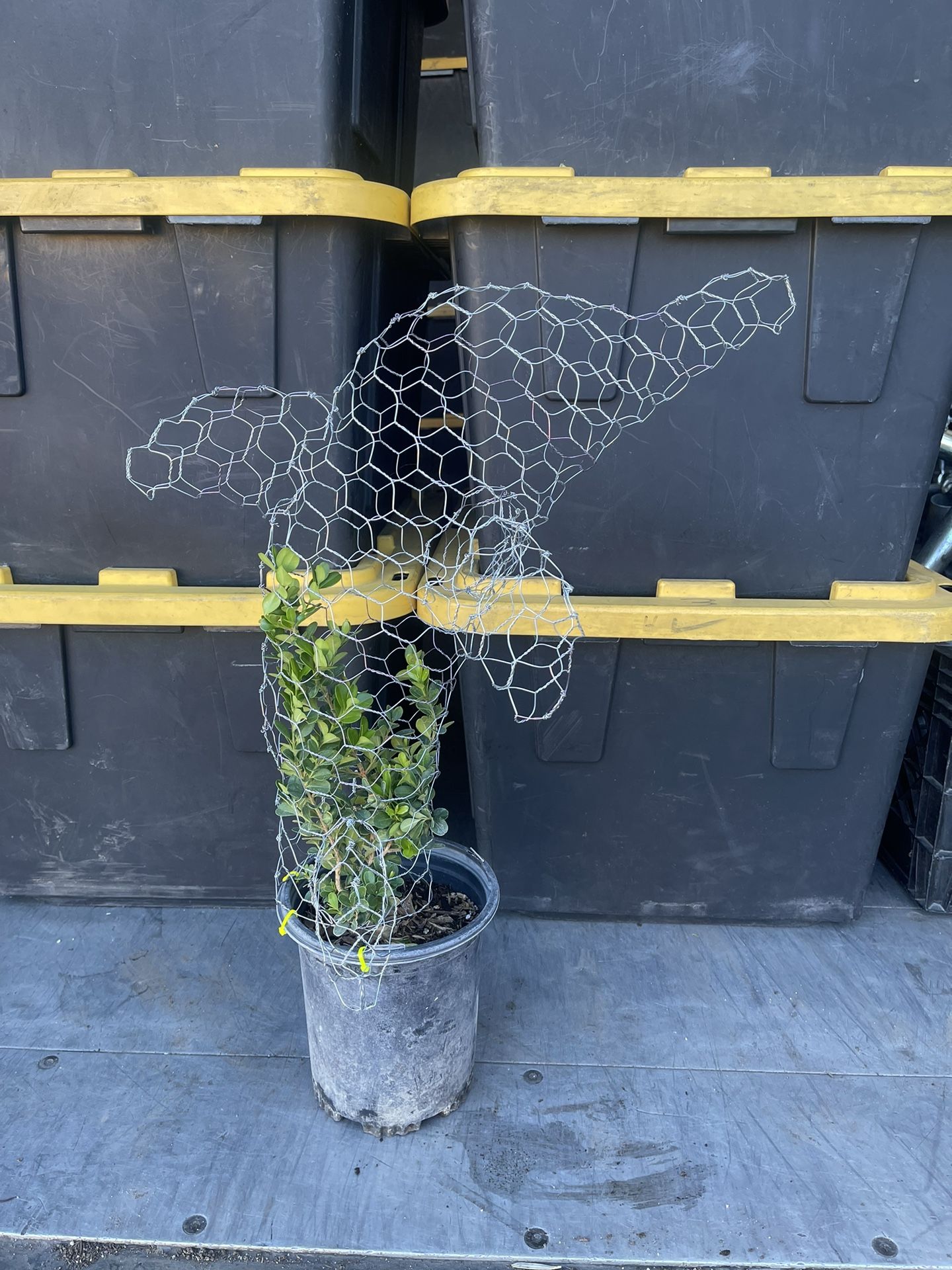 Dolphin Decorations Topiaries With Plant.