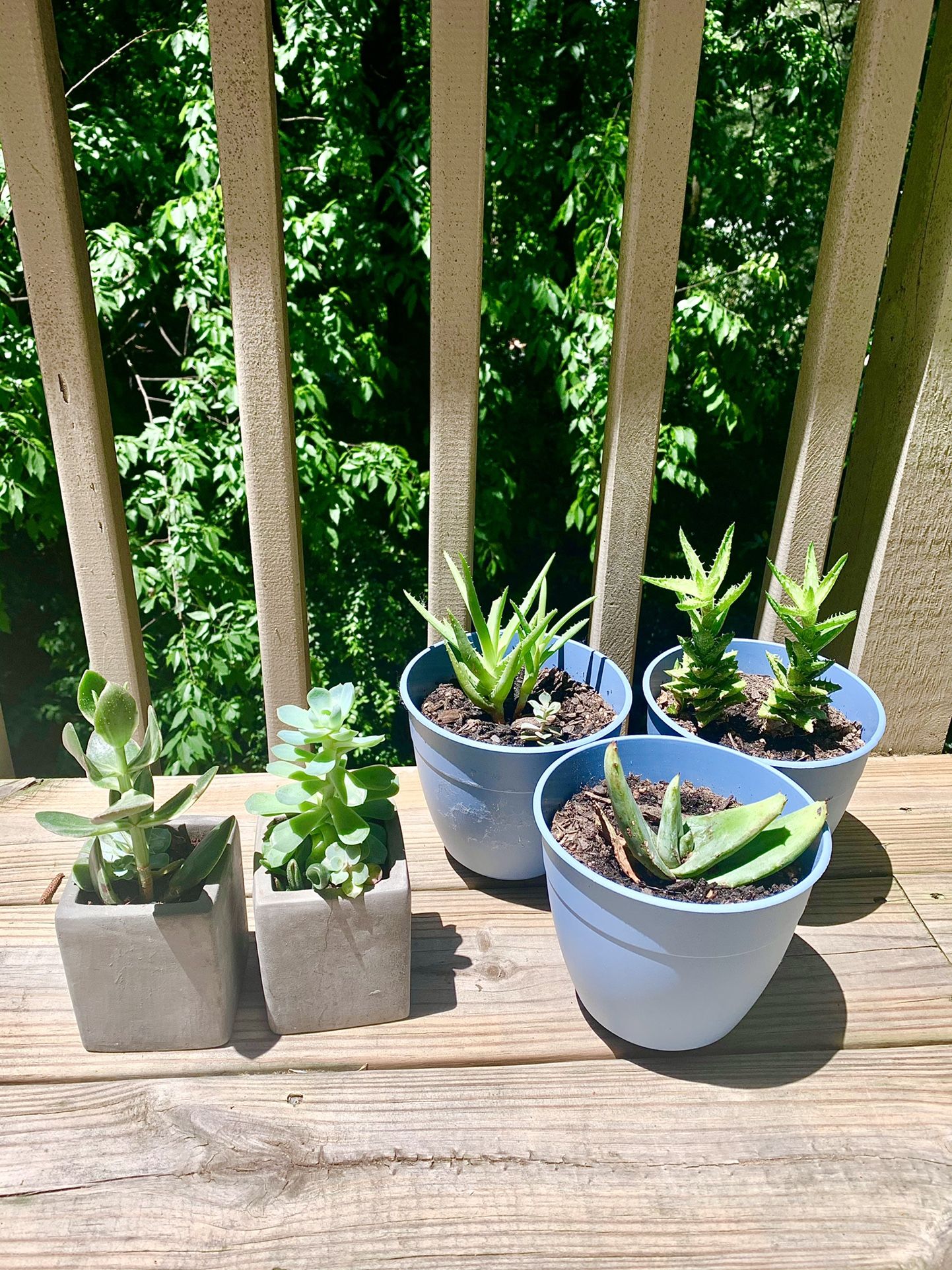 Succulents and cacti