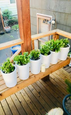 Price is for each—Live indoor Christmas cactus cacti house plant in a ceramic planter flower pot—firm price