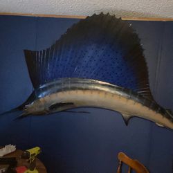 Mounted Marlin Trophy Fish 