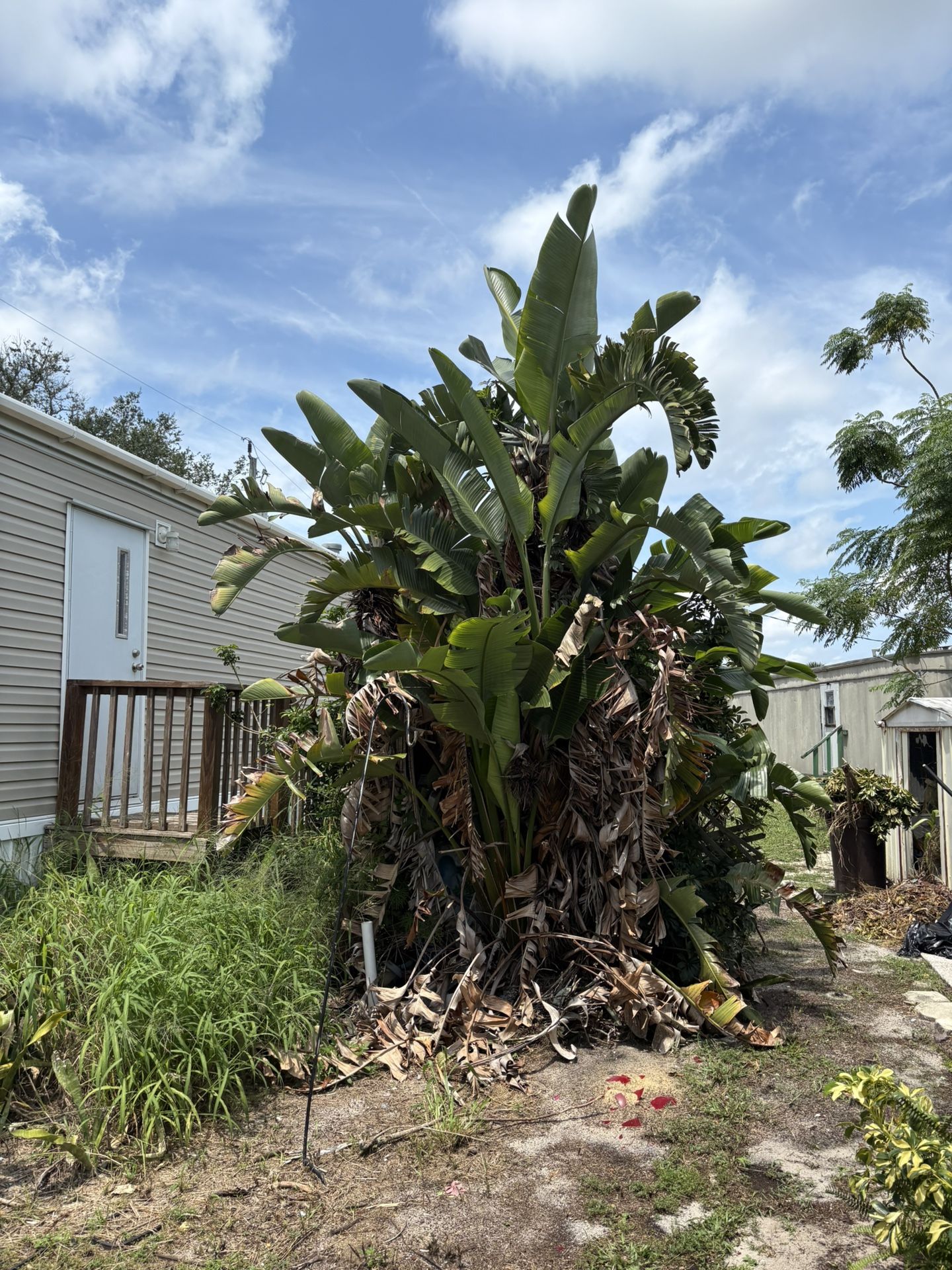 Storage/plants