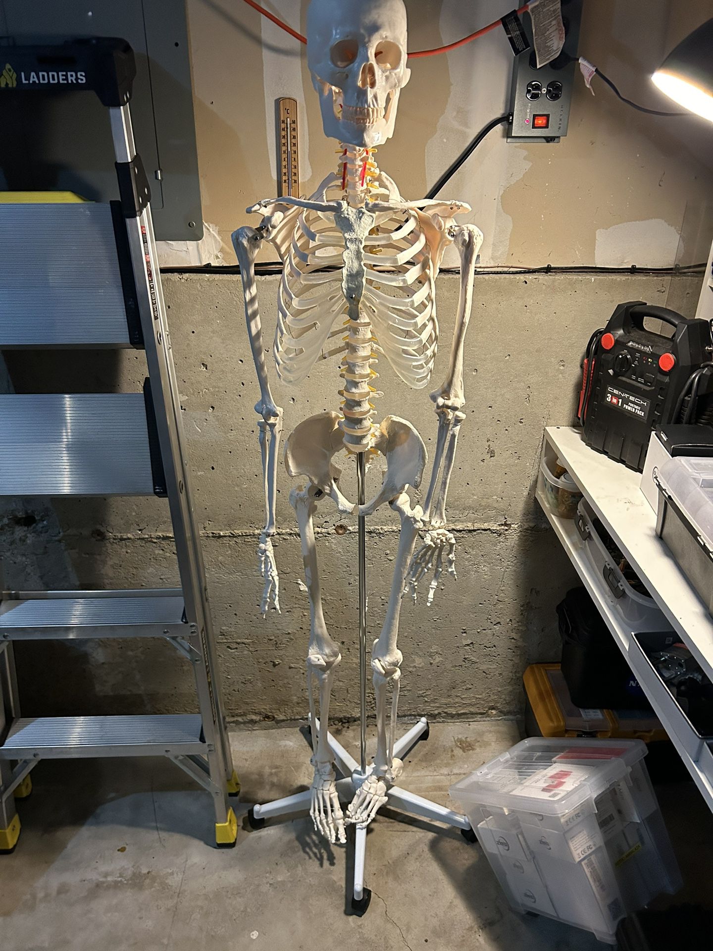 Full Size Skeleton Model