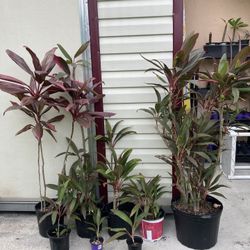 Red Sister | Hawaiian Ti | Cordyline Plants | *$2 to $40*