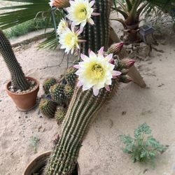 Cactus, Blooming, For Sale