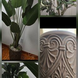 5 New Condition  Plants  & 5 Ceramic Pots  All For $265 Obo. Free Delivery 