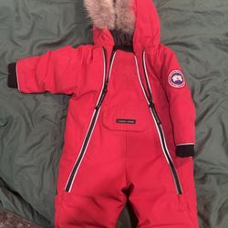 Baby Canada Goose 