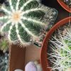 GARIBALDOS NURSERY