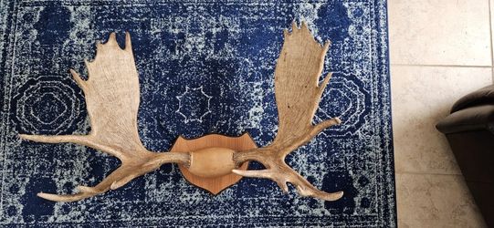 Authentic Moose Antlers On Plaque