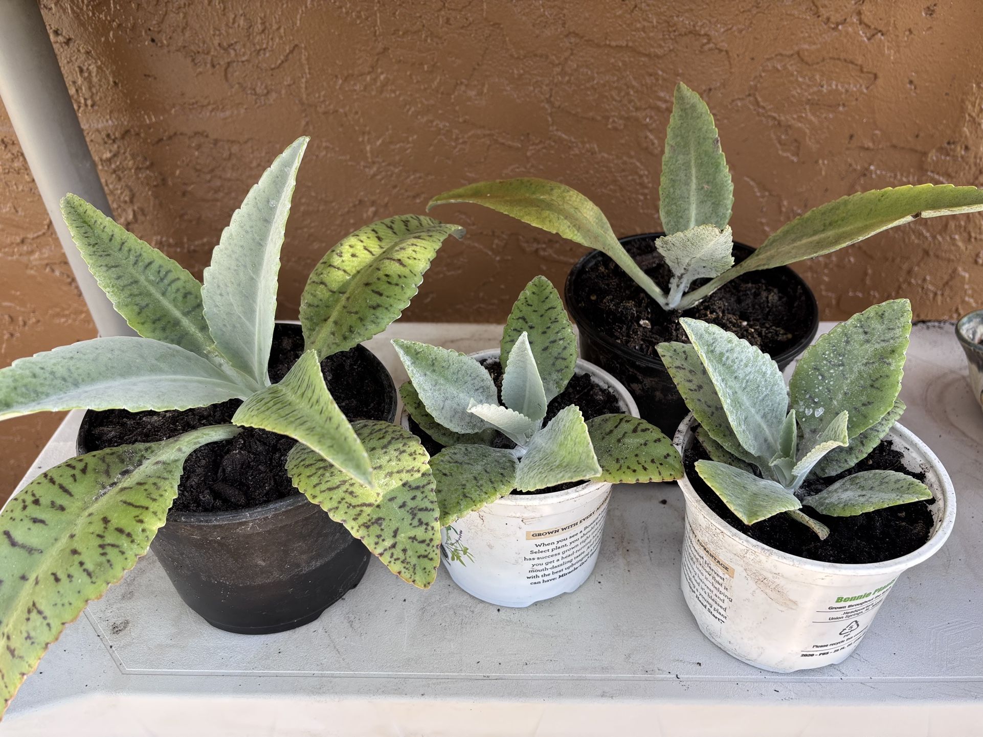 2 For Ten Donkey Ears Kalanchoe gastonis bonnieri Live Plant Succulent Cacti 5” +