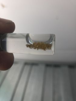 Gold vile