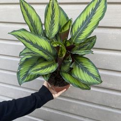 6” calathea beauty star