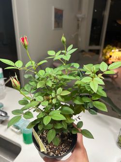 Mini Rose Plant in Pot
