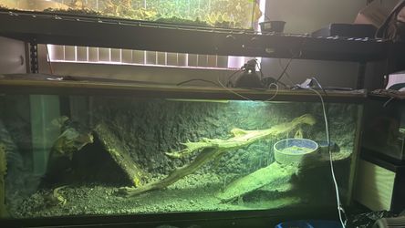 1000 gallon tank