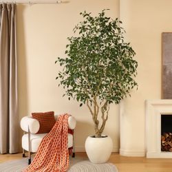 Adcock 8' H Artificial Ficus Tree in 18" White Planter