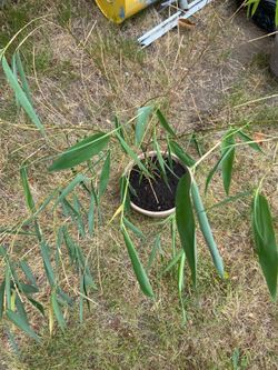 Bisset's Bamboo in plastic pot